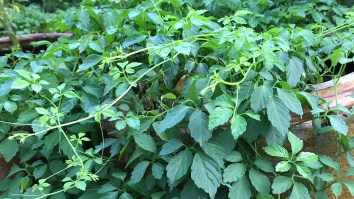 cay-thuoc-nam-chua-mo-mau-3