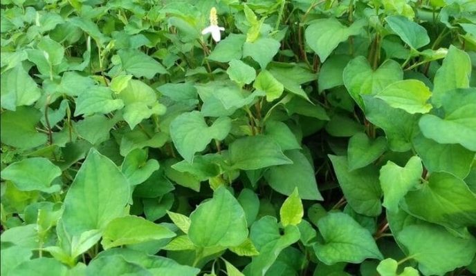 cay-thuoc-nam-chua-mo-mau-4