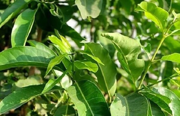 cay-thuoc-nam-chua-mo-mau-7