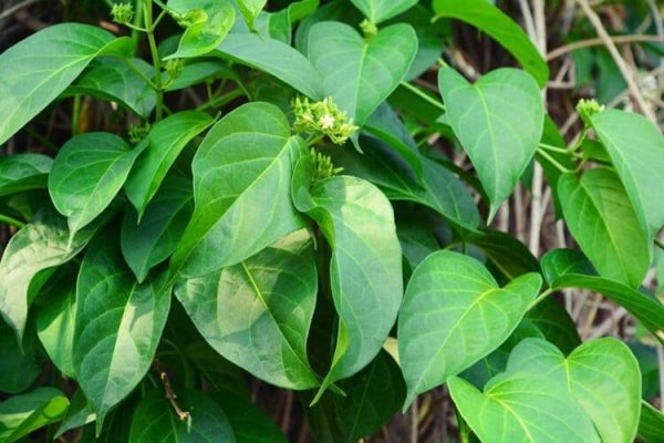 Top 10++ Loại cây thuốc nam trị tiểu đường hiệu quả, an toàn 2 cac loai thuoc nam tri tieu duong 2