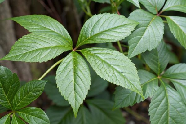 Top 10++ Loại cây thuốc nam trị tiểu đường hiệu quả, an toàn 4 cac loai thuoc nam tri tieu duong 4