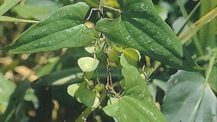 Top 10++ Loại cây thuốc nam trị tiểu đường hiệu quả, an toàn 5 cac loai thuoc nam tri tieu duong 5