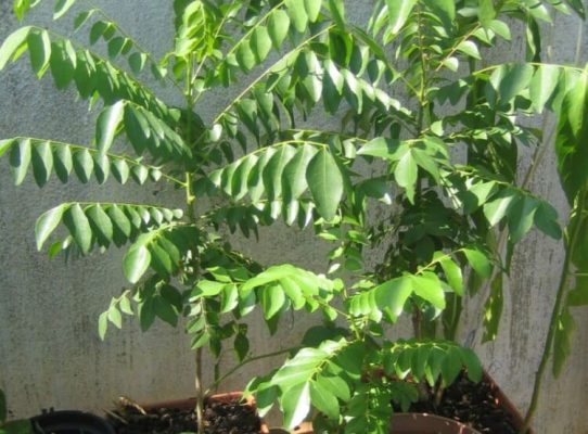 Top 10++ Loại cây thuốc nam trị tiểu đường hiệu quả, an toàn 7 cac loai thuoc nam tri tieu duong 7