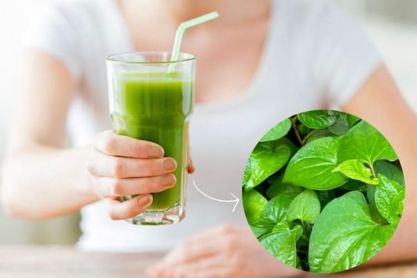 uong-rau-diep-ca-moi-ngay-co-tot-khong-1